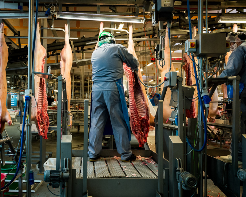 Illustration for article titled Take a Visual Tour of the World's Most Modern Slaughterhouse